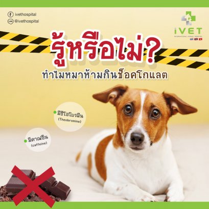 รู้หรือไม่ ทำไมหมาห้ามกินช็อกโกแลต 